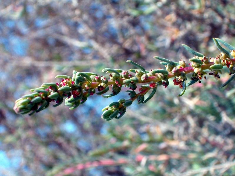 Salsola e Suaeda